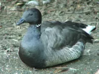 Foto: Zwartbuikrotgans [Branta bernicla] Hoek van Holland (2010)